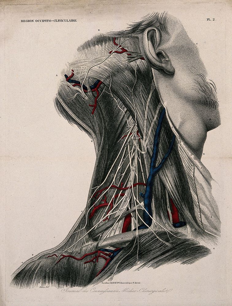 Neck and head: dissection, with the blood-vessels and nerves of the occipito-clavicular region indicated in red and blue.…