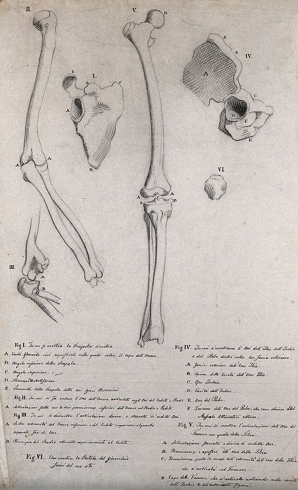 Bones of the arm and leg: six figures. Pencil drawing by J.C. Zeller ca. 1833  after B. Genga, 1691.