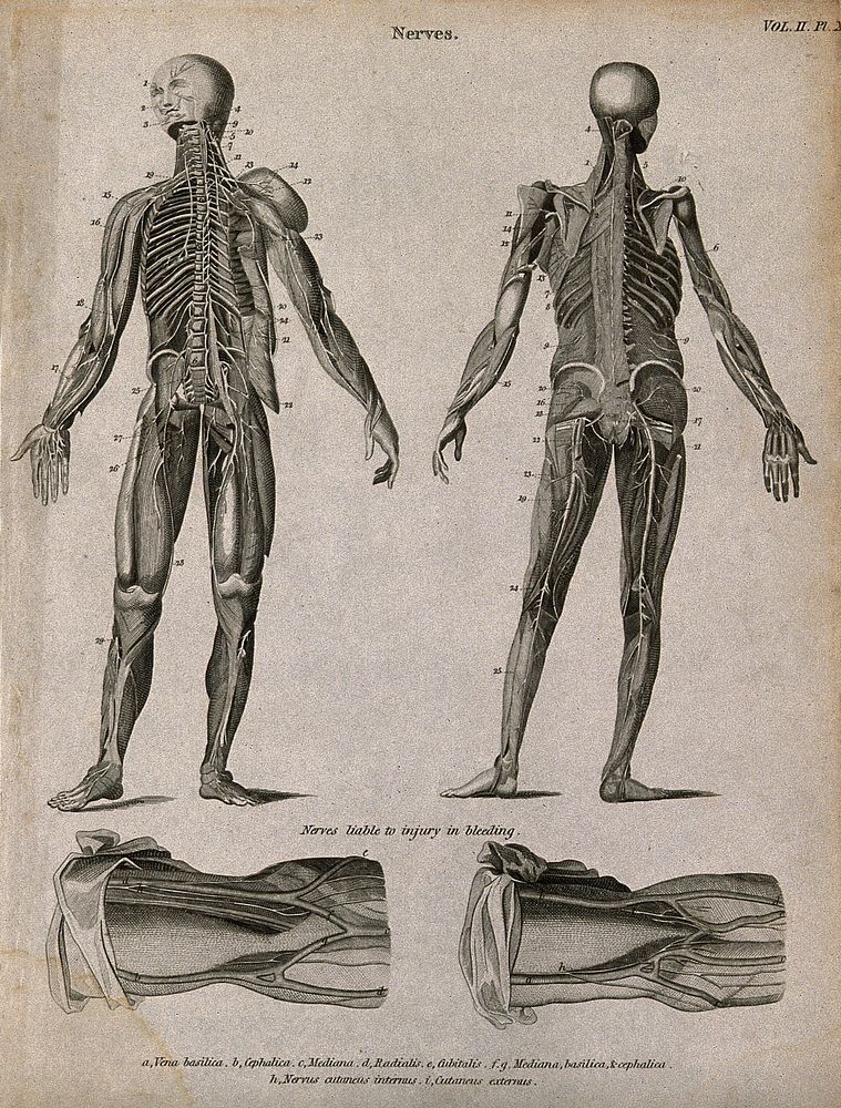 Nerves: four figures, showing front and back views of an écorché, and details of nerves in the arm liable to injury in…
