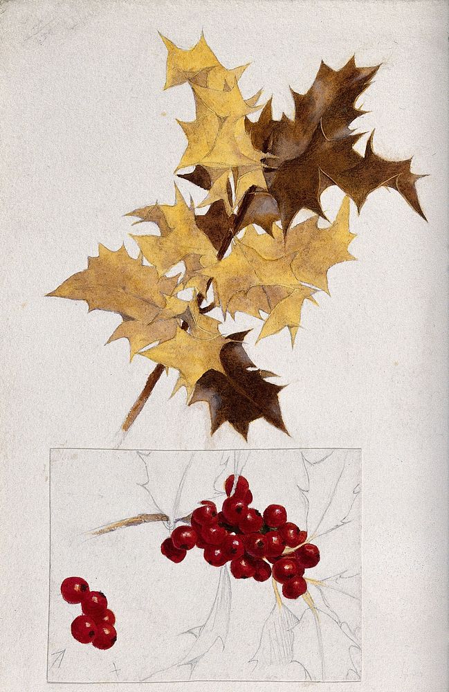 Holly (Ilex aquifolium): leaves and berries. Watercolour drawings.