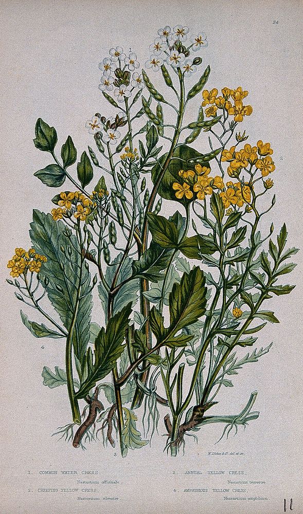 Four flowering plants, including watercress (Nasturtium officinale). Chromolithograph by W. Dickes & co., c. 1855.