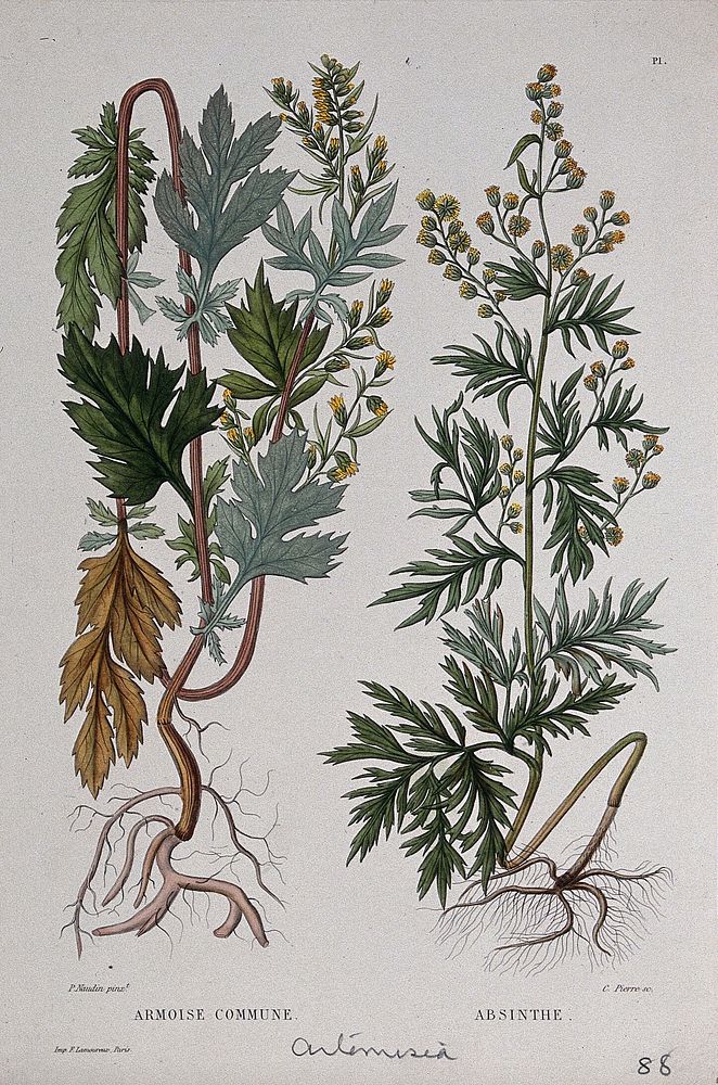 Mugwort (Artemisia vulgaris) and wormwood (Artemisia absinthium): entire flowering plants. Coloured etching by C. Pierre, c.…
