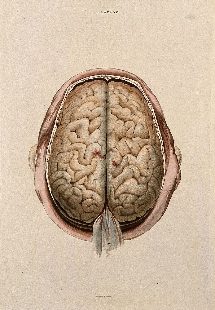 Brain: dissection showing the gyri, seen from above. Coloured line engraving by W.H. Lizars, ca. 1826.