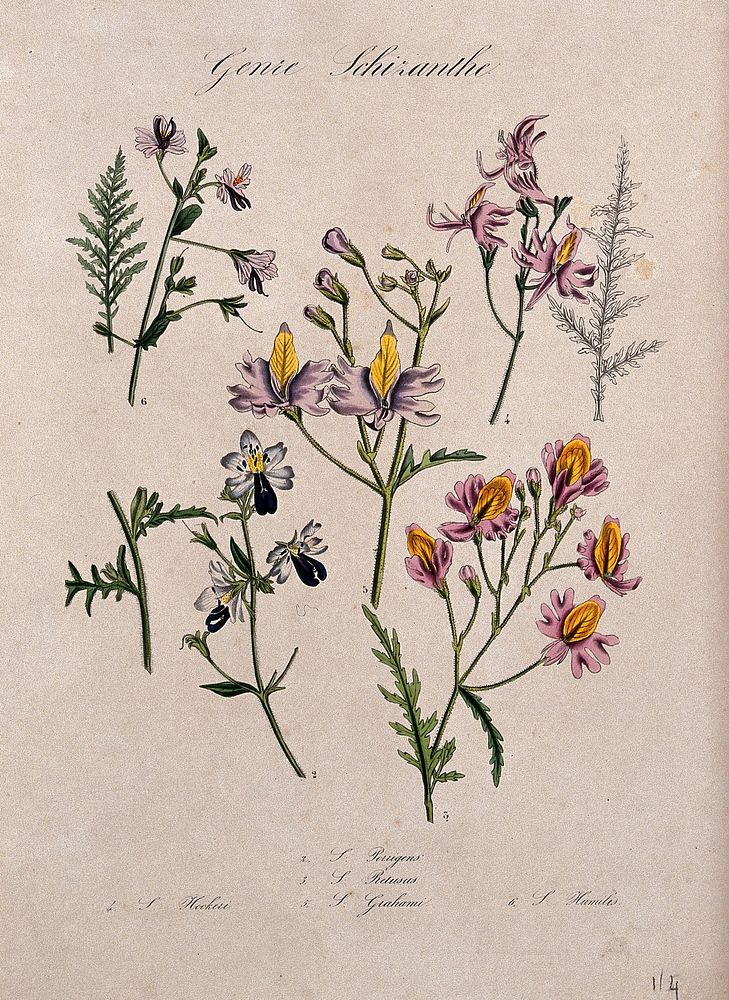 Five different types of butterfly flower (Schizanthus species): flowering stems and leaves. Coloured lithograph.