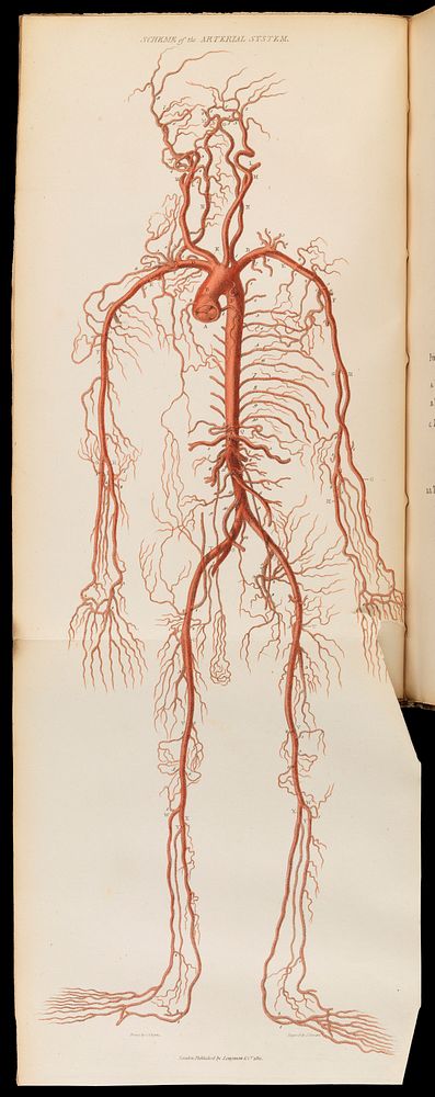 Engravings of the arteries, illustrating the second volume of The anatomy of the human body, and serving as an introduction…