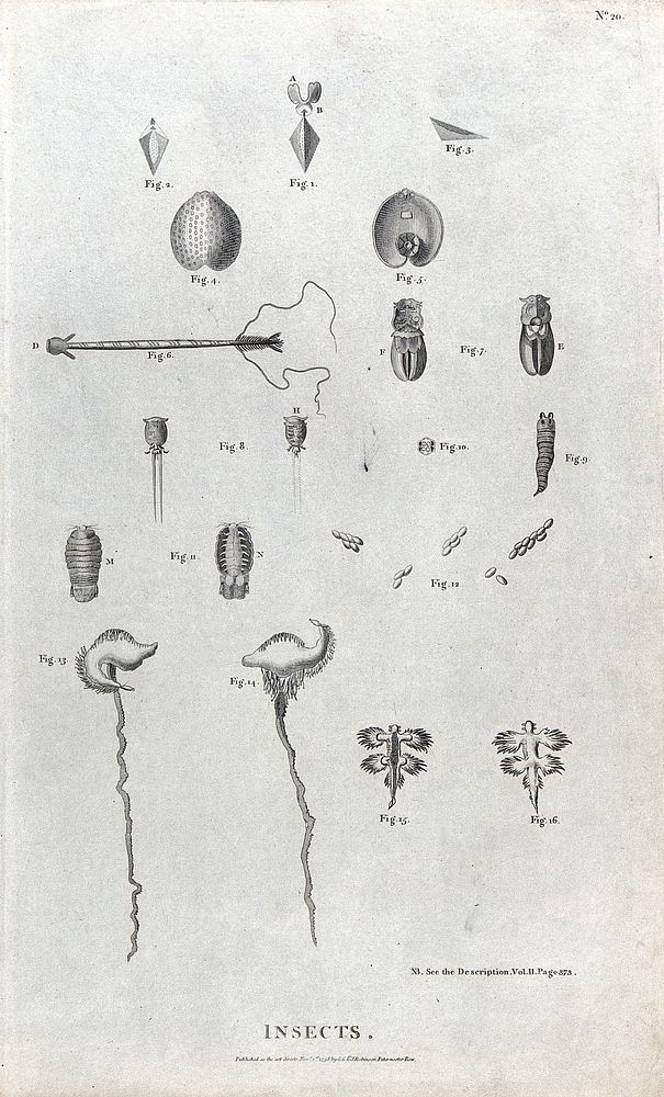 Insects: sixteen unlabelled anatomical segments. Etching, ca. 1798.