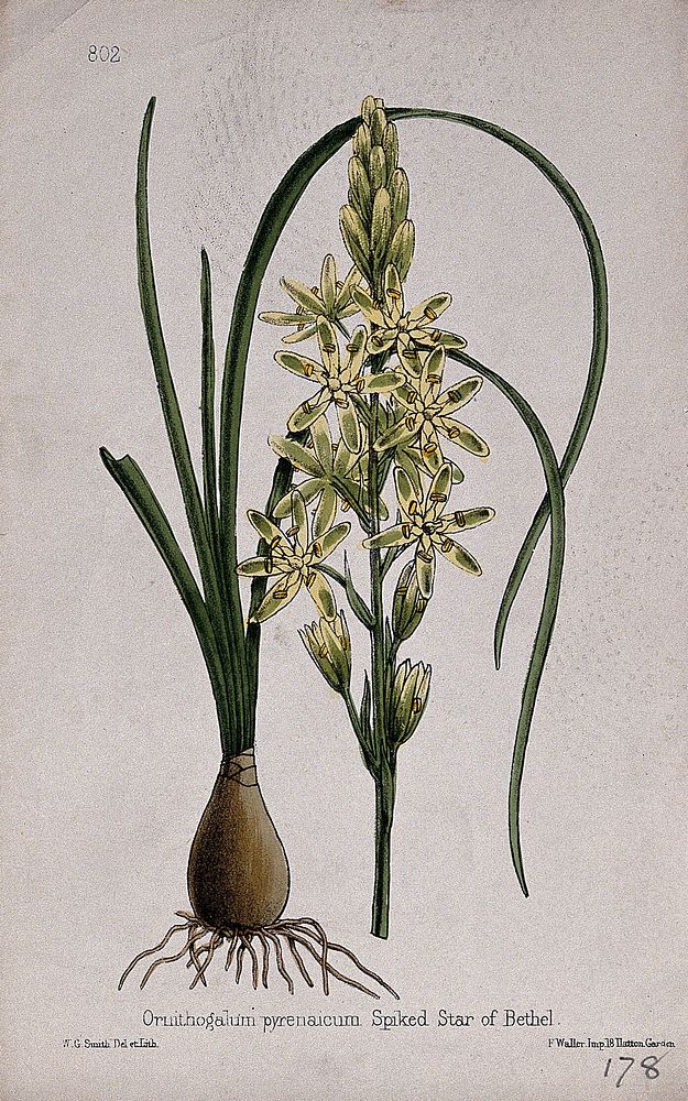 A Bath asparagus plant (Ornithogalum pyrenaicum): entire flowering plant in two sections. Coloured lithograph by W. G.…
