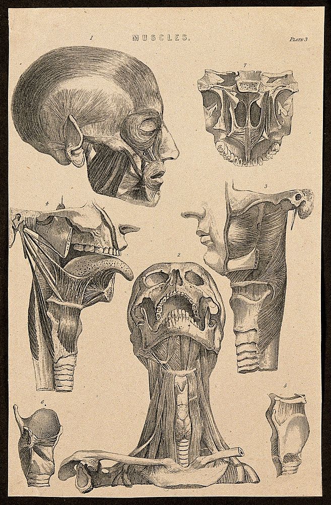 Muscles of the head and neck: seven figures. Line engraving, ca. 1850.