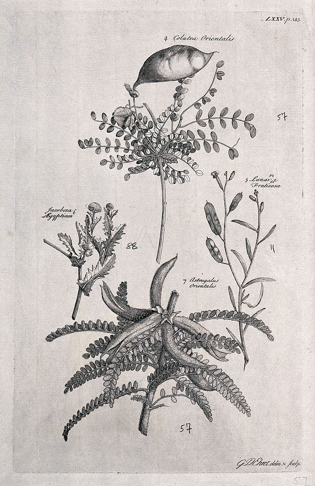 A fruiting stem of Colutea orientalis, a flowering Lunaria fruticosa, a flowering Jacobæa ægyptiaca and a fruiting stem of…
