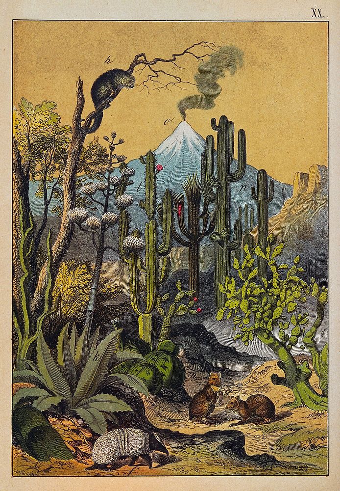 A desert landscape with large cacti, jerboas and an armadillo. Colour lithograph.