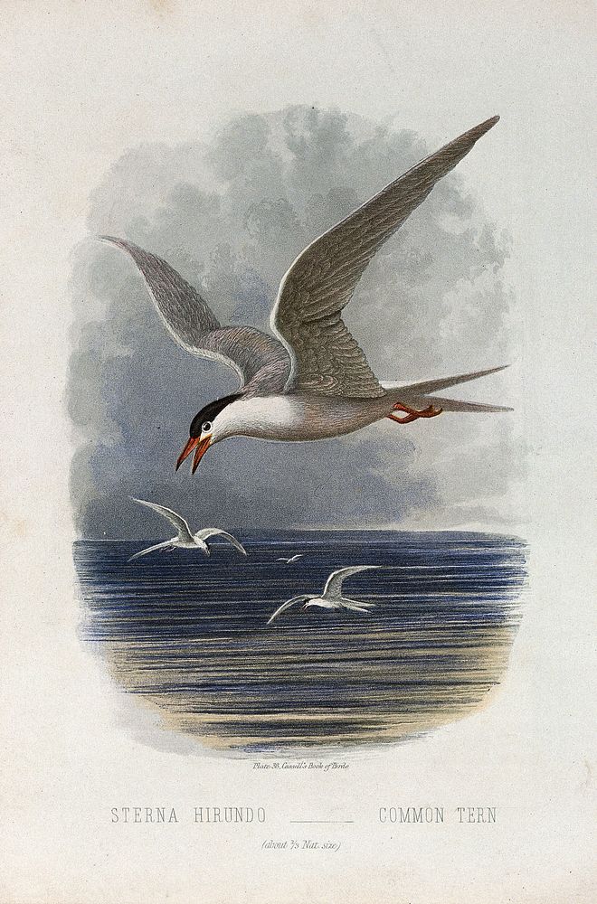 A common tern (Sterna hirundo). Colour lithograph, ca. 1875.