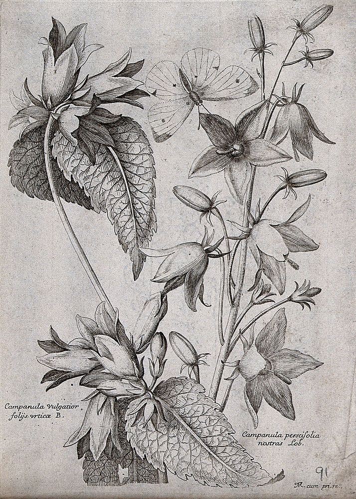 Two bellflowers (Campanula species): flowering stems with a butterfly. Etching by N. Robert, c. 1660, after himself.