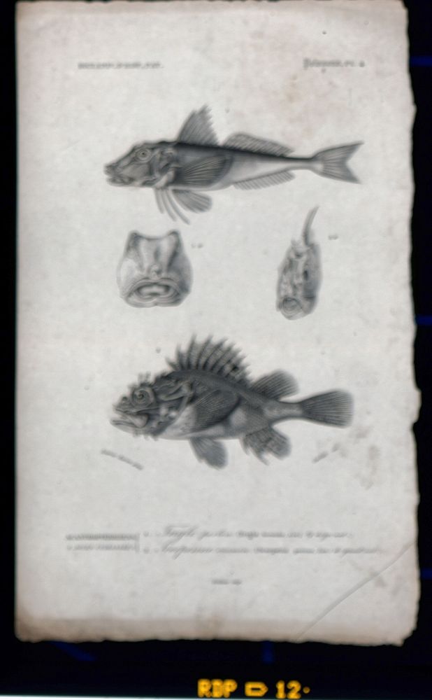 Above, a gurnard seen from the side; middle, the skeletal heads of a gurnard and a sculpin; below, a sculpin seen from the…