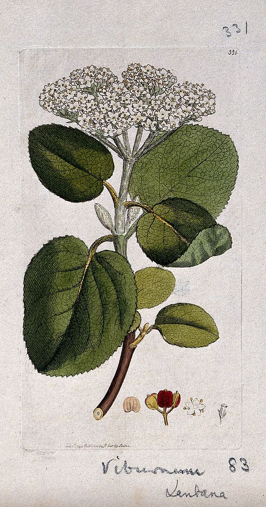 Wayfaring tree (Viburnum lantana): flowering stem, leaves and floral segments. Coloured engraving after J. Sowerby, 1796.