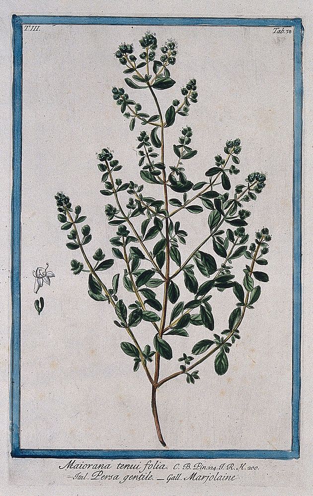 Sweet marjoram (Origanum majorana L.): flowering stem with separate floral segments. Coloured etching by M. Bouchard, 1775.
