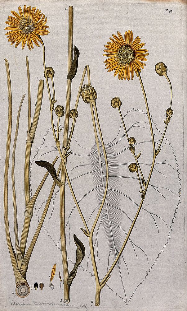 Prairie burdock (Silphium terebirthinaceum): sections of the flowering stem with separate flower and fruit. Coloured…
