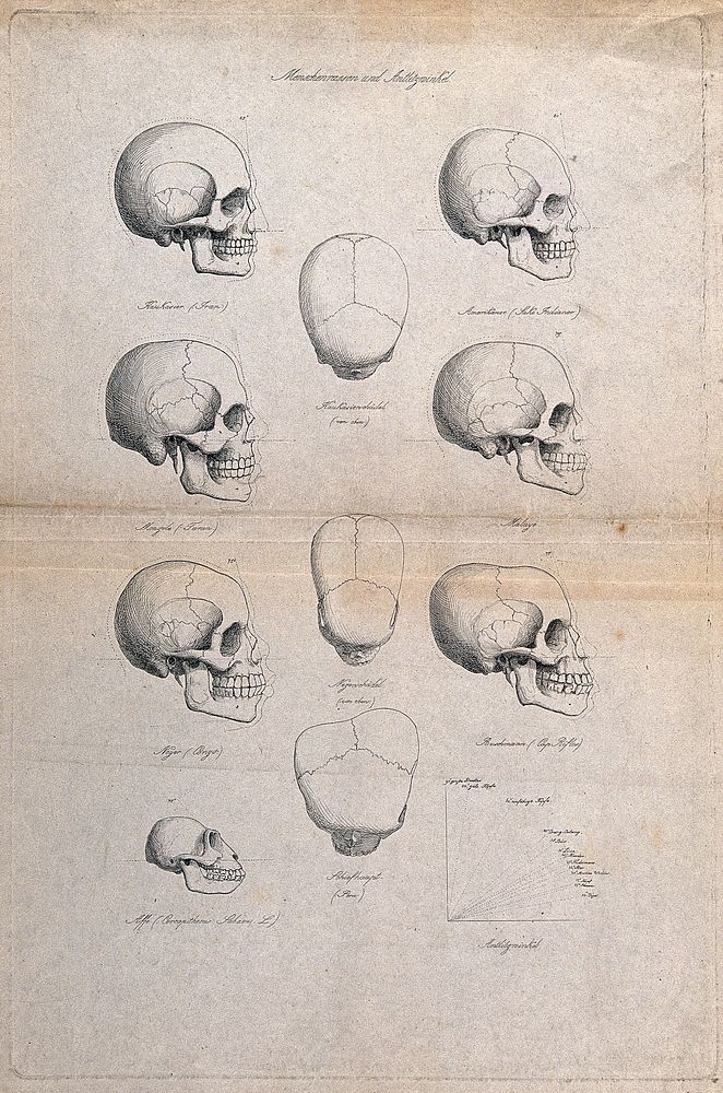 Human skulls of different racial types: eleven figures also including the skull of an ape, and a graph demonstrating…