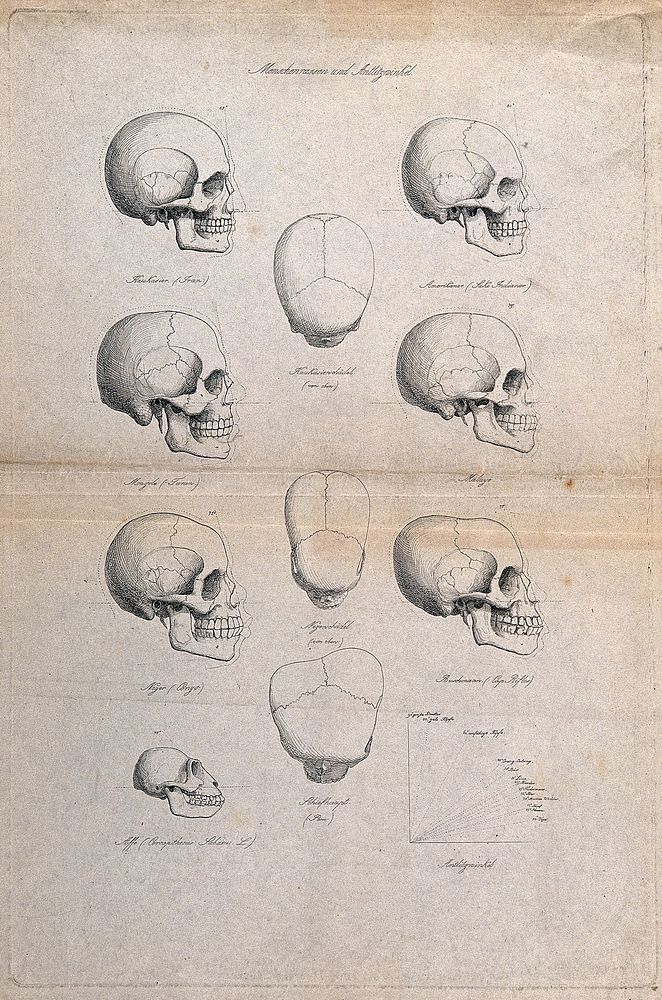 Human skulls different racial types: | Free Photo Illustration - rawpixel