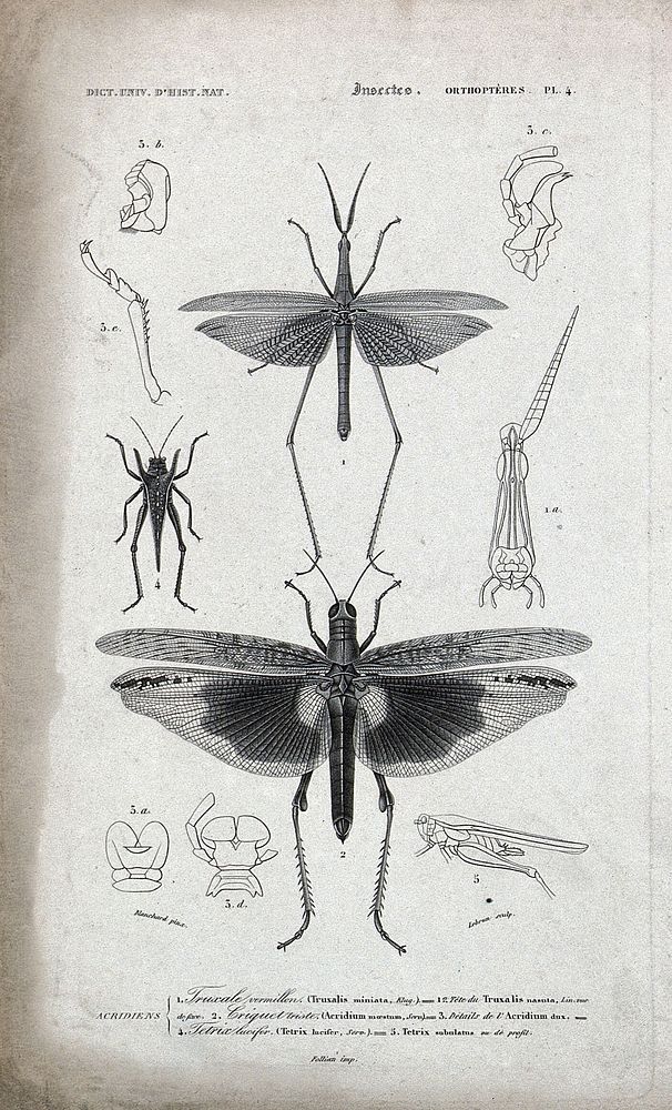 Two insects of the order orthoptera surrounded by parts of their bodily structure. Etching by Lebrun after Blanchard.