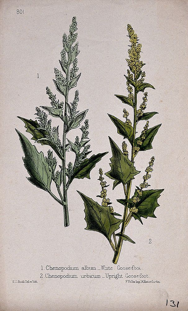 Two species of goosefoot plant (Chenopodium species): flowering stems. Coloured lithograph by W. G. Smith, c. 1863, after…