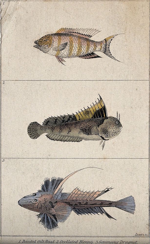 Above, a banded gilt head; middle, a occellated blenny; below, a gemmeous dragmet. Coloured engraving by W. H. Lizars.