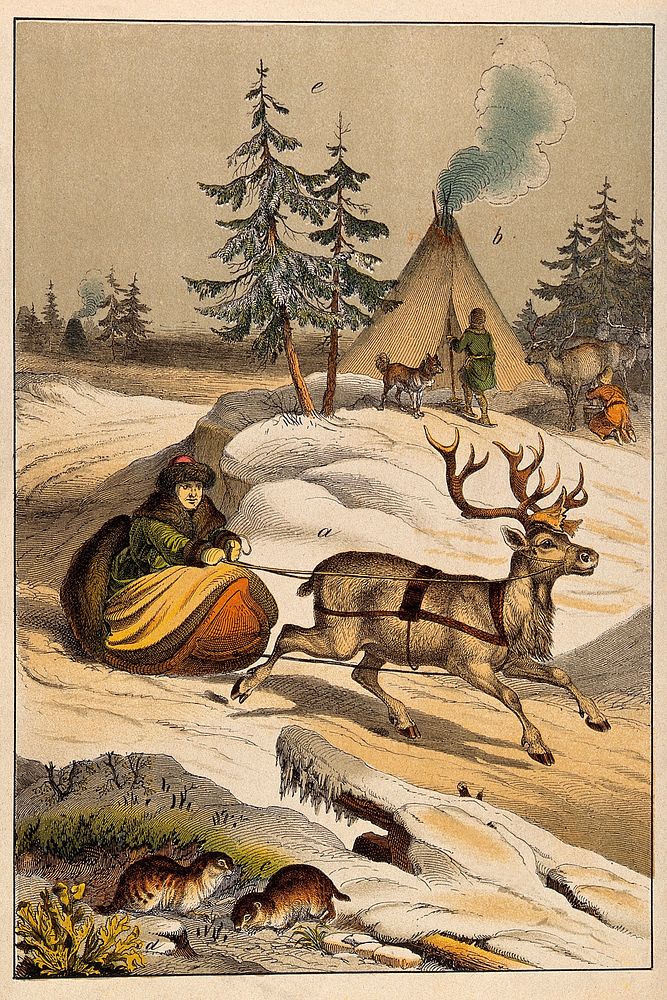 A man in fur clothes is riding his deer-drawn sleigh through a snowy landscape while his tent, tribe and herd of reindeer…