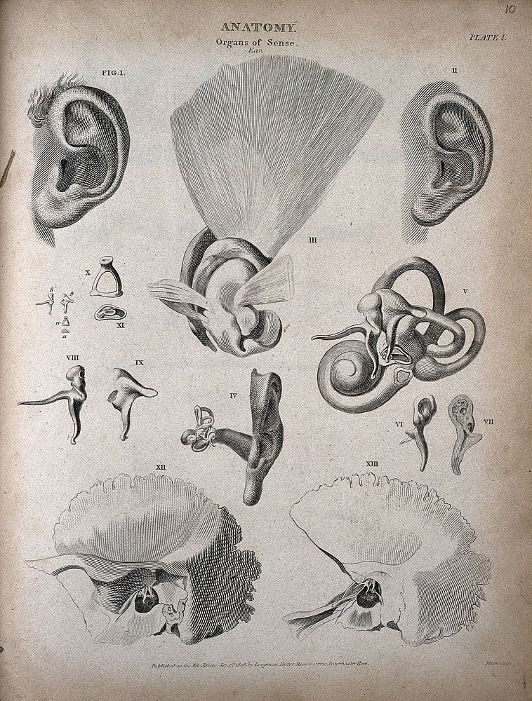 The human ear: thirteen figures showing the anatomy of the ear. Engraving by T. Milton, 1808.