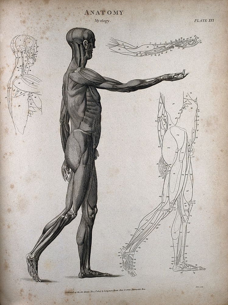 A standing male écorché figure: side view, with right arm extended and outline diagrams showing the individual muscles.…