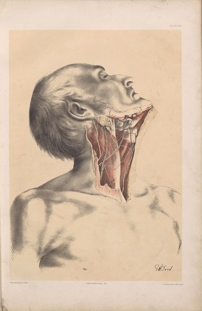 Plate XVI. Dissection of the neck