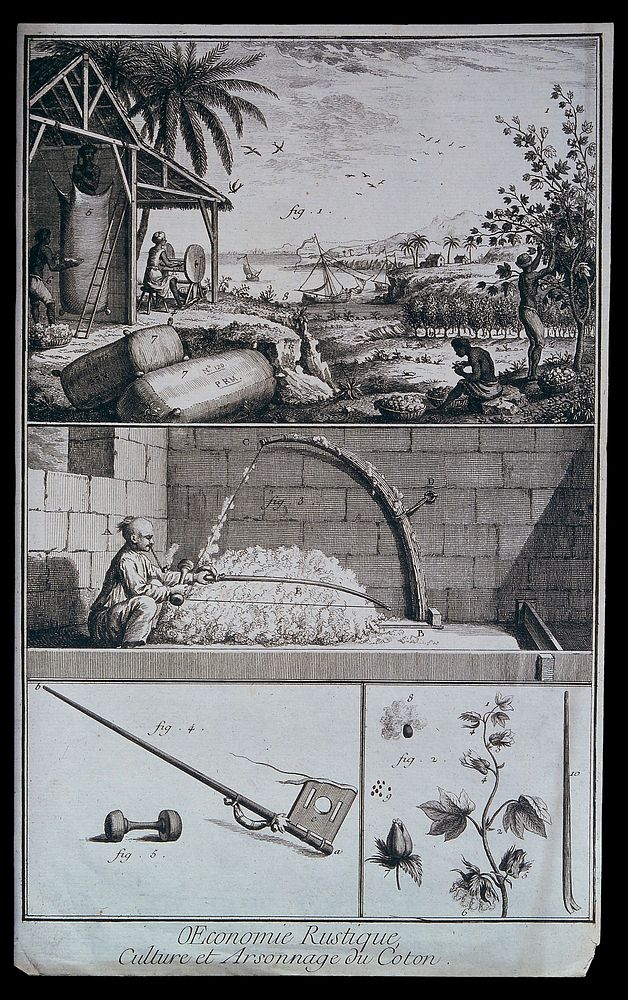 Textiles: cultivation and spinning of cotton. Engraving.