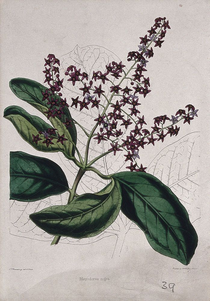 A plant (Metrodorea nigra): flowering stem and leaves. Coloured zincograph by C. Rosenberg, c. 1850, after himself.