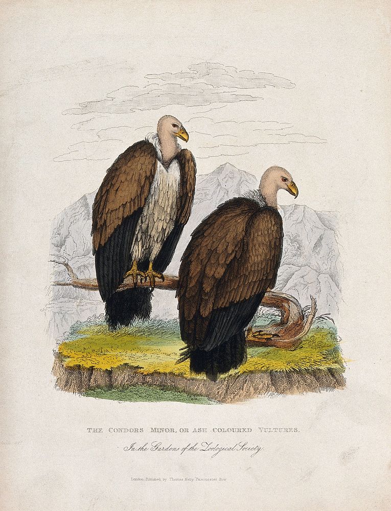 Zoological Society of London: two condor minor, or ash-coloured vultures. Coloured etching.