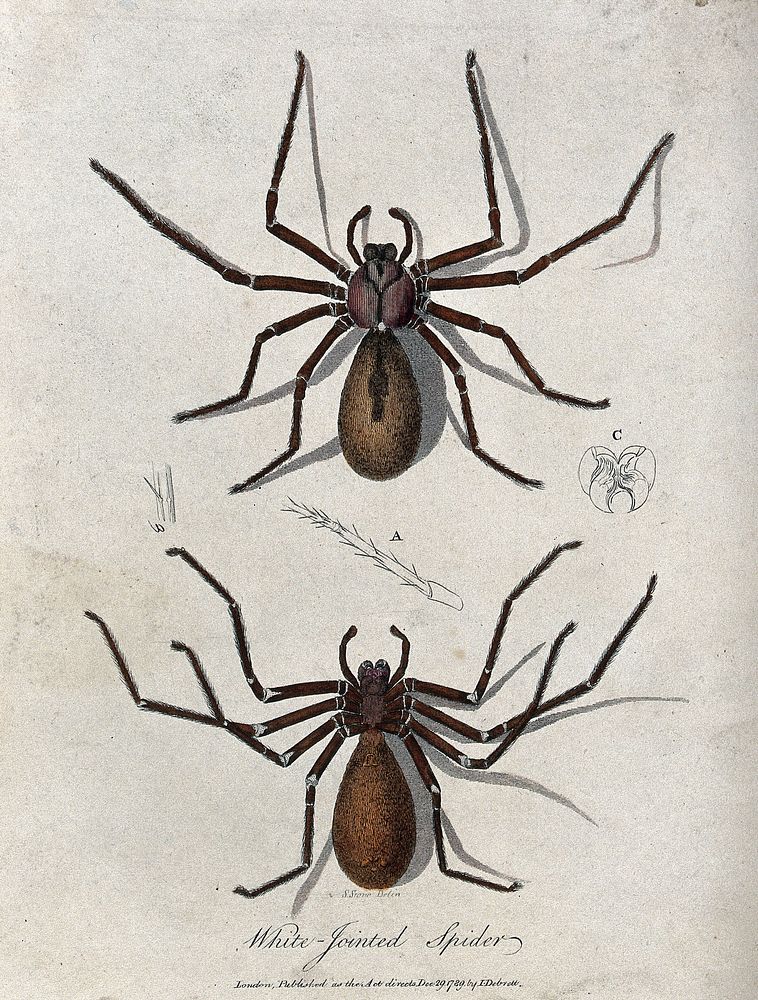 White-jointed spider: two specimens and anatomical parts. Coloured engraving, ca. 1789, after S. Storie.