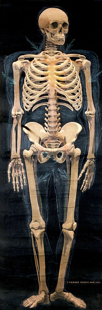 Human skeleton: anterior view. Chromolithograph .