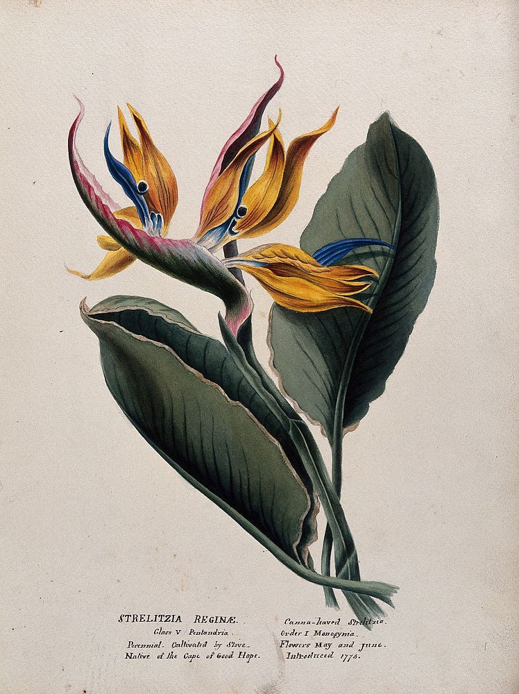 Bird-of-paradise plant (Strelitzia reginae): flower and leaf. Watercolour, ca. 1850 .