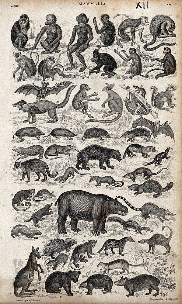 A table with 47 different mammals. Engraving by R. Scott after Captain T. Brown.