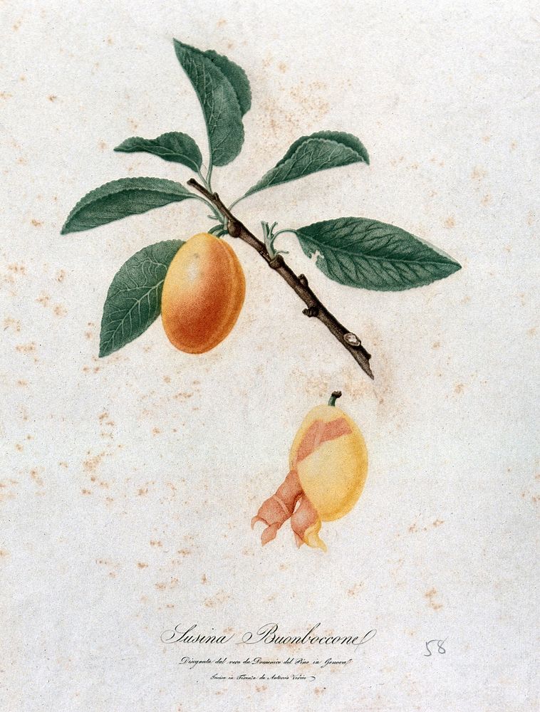 Plum (Prunus species): fruiting branch with partly peeled fruit. Colour stipple engraving by A. Verico, c. 1817, after D.…