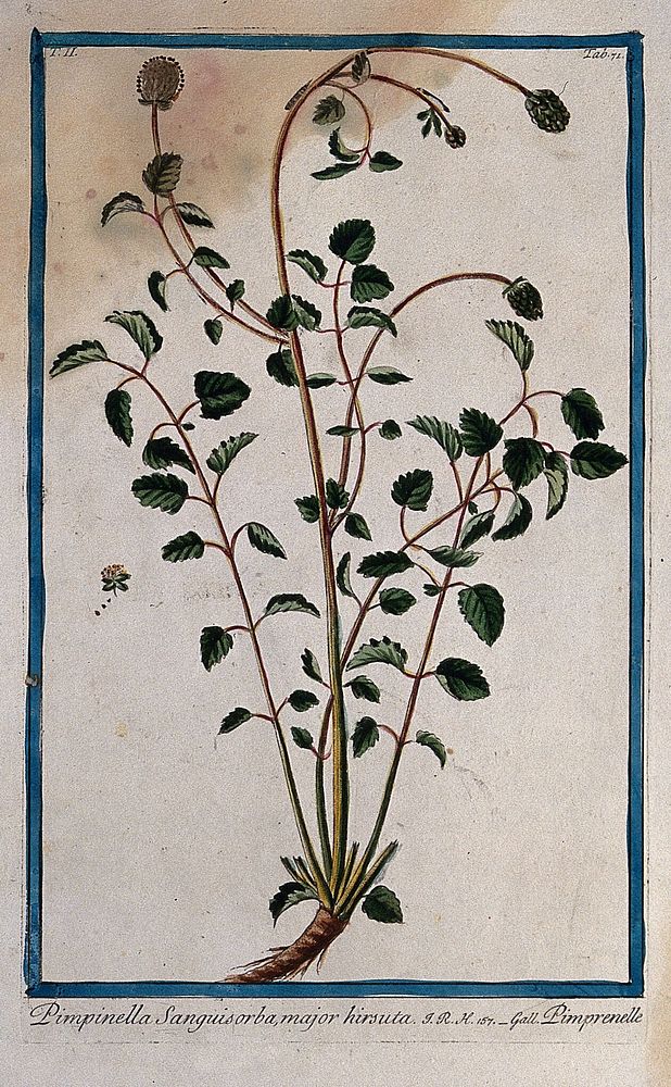 Burnet (Sanguisorba sp.): flowering and fruiting stems rising from woody stock with separate flower. Coloured etching by M.…