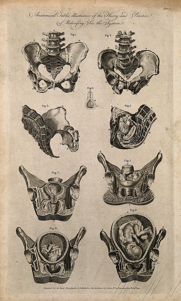 Female pelvis, sexual organs and foetus in utero during various stages of pregnancy: nine figures. Line engraving, 1790.