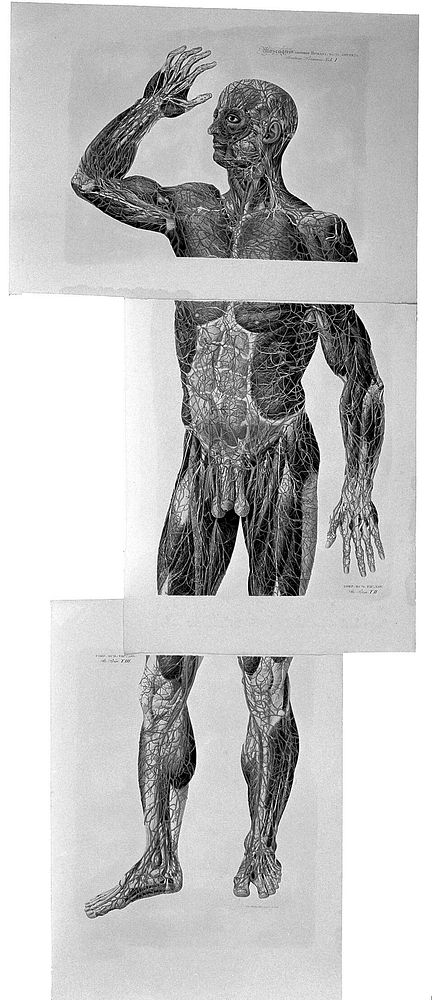 Anatomia universa XLIV tabulis aeneis juxta archetypum hominis adulti ... repraesentata / Dehinc ab excessu auctoris cura ac…