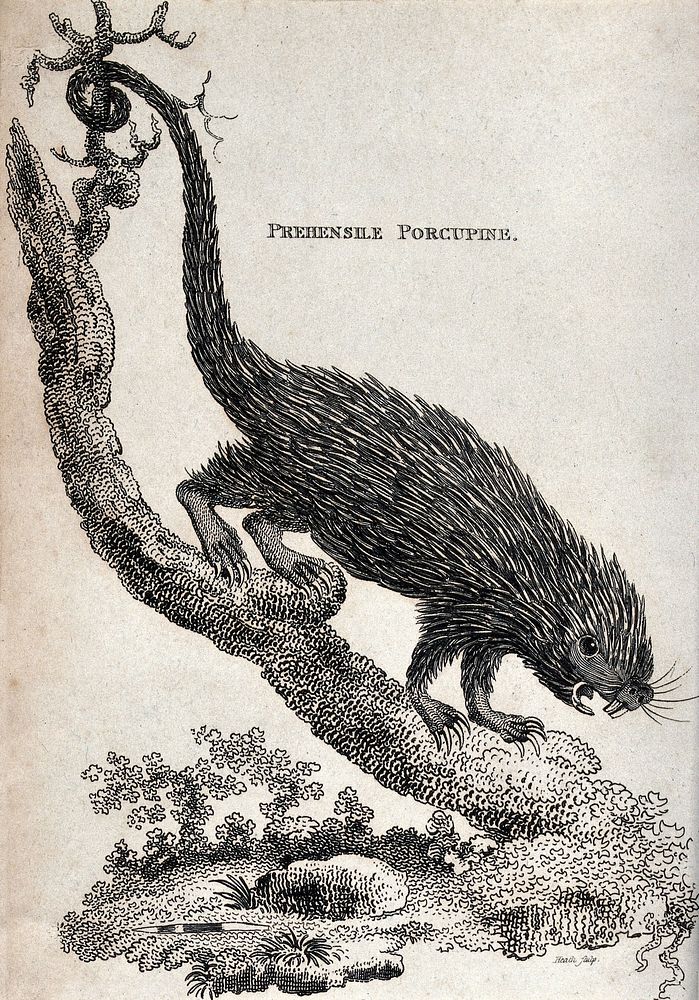 A prehensile porcupine climbing down a tree. Etching by Heath.