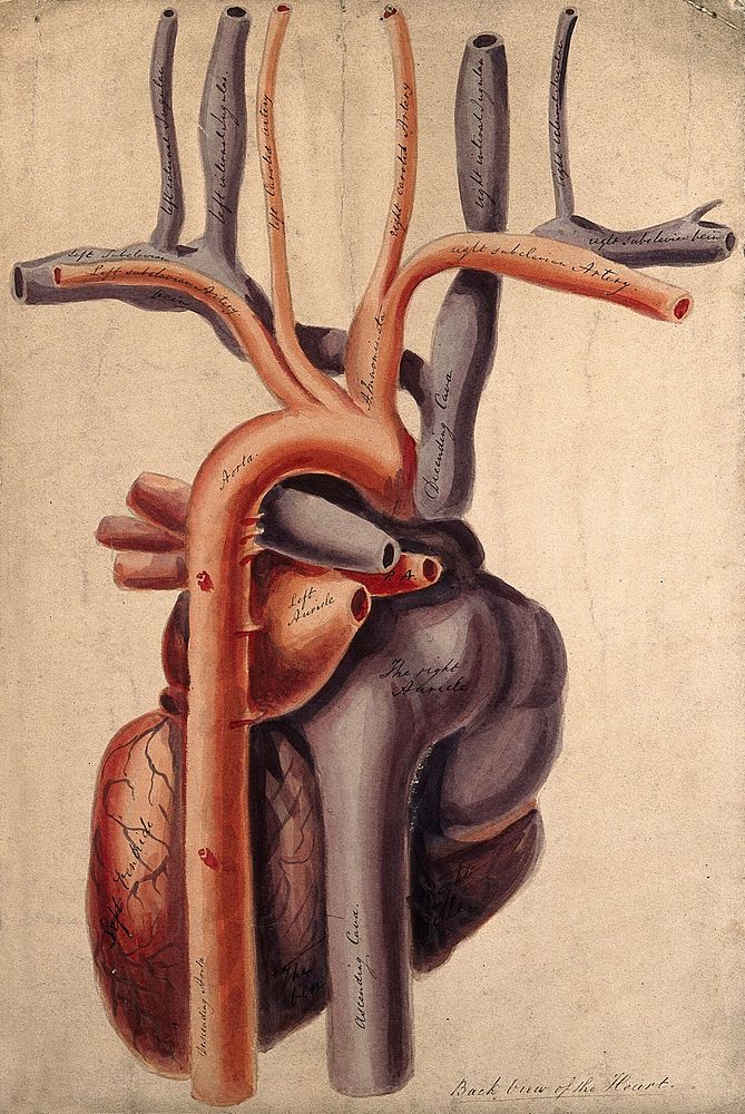 Dissected heart: back view. Watercolour, 18--.