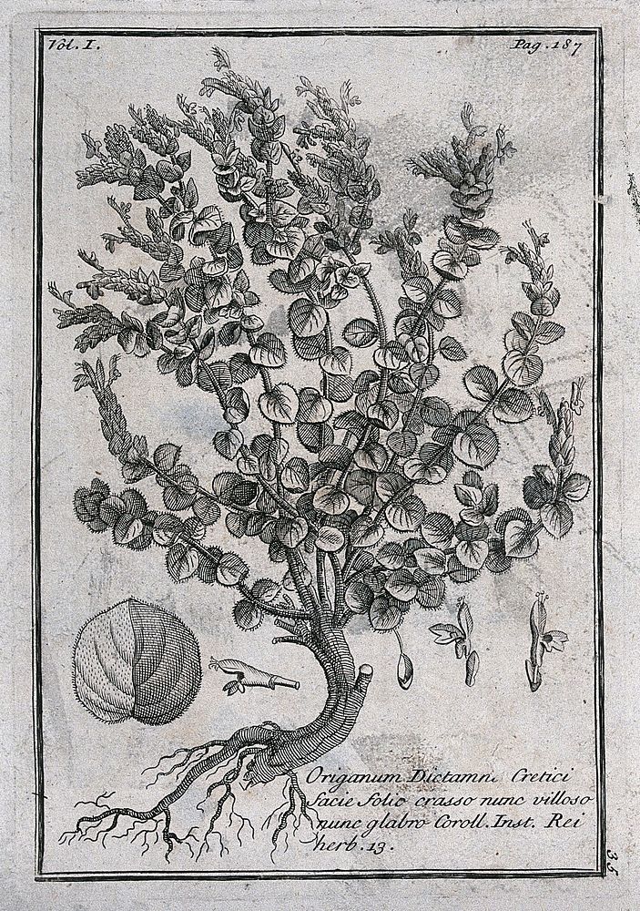 Dittany (Origanum dictamnus): flowering plant with leaf and floral segments. Etching, c. 1718, after C. Aubriet.