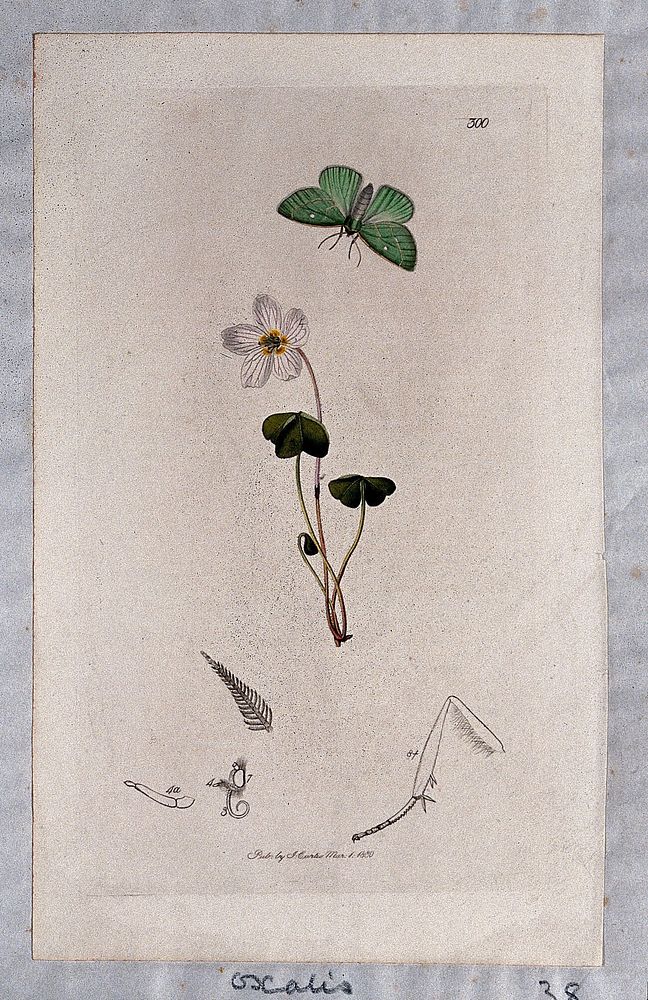 Wood sorrel flower (Oxalis acetosella) with an associated butterfly and its abdominal segments. Coloured etching, c. 1830.