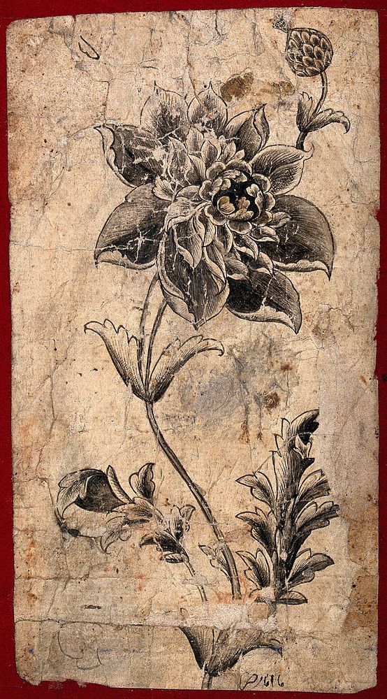 A flower and stem, possibly of a double poppy (Papaver species). Ink drawing, c.1621.