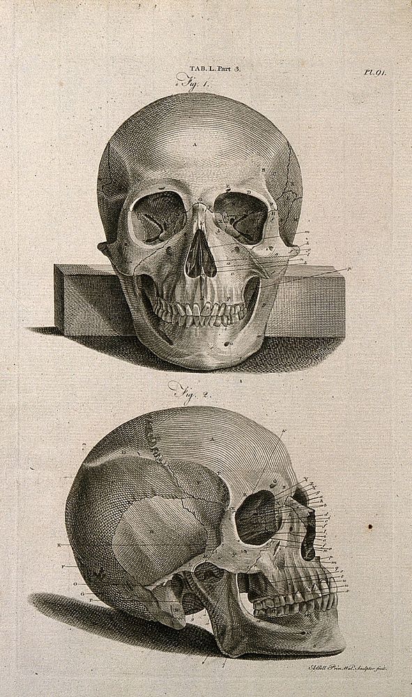 The skull: anterior view (above) and lateral view (below). Line engraving by A. Bell after J.-J. Sue, 1798.