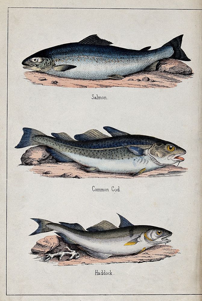 Above, a salmon; middle, a common cod; below, a haddock. Coloured lithograph by B. Hummel after J. Stewart.