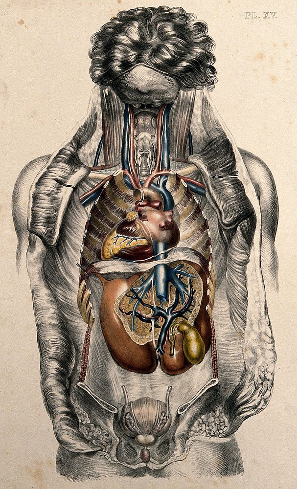 The body of a man seen from the front with the trunk dissected to reveal the ribs and viscera. Coloured lithograph by…