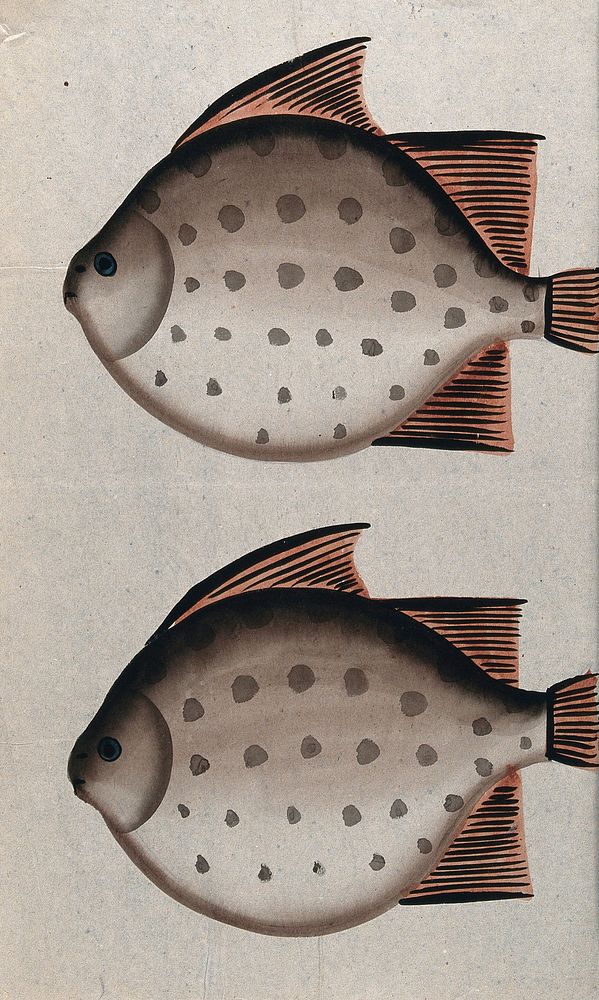 Two fish. Watercolour drawing.