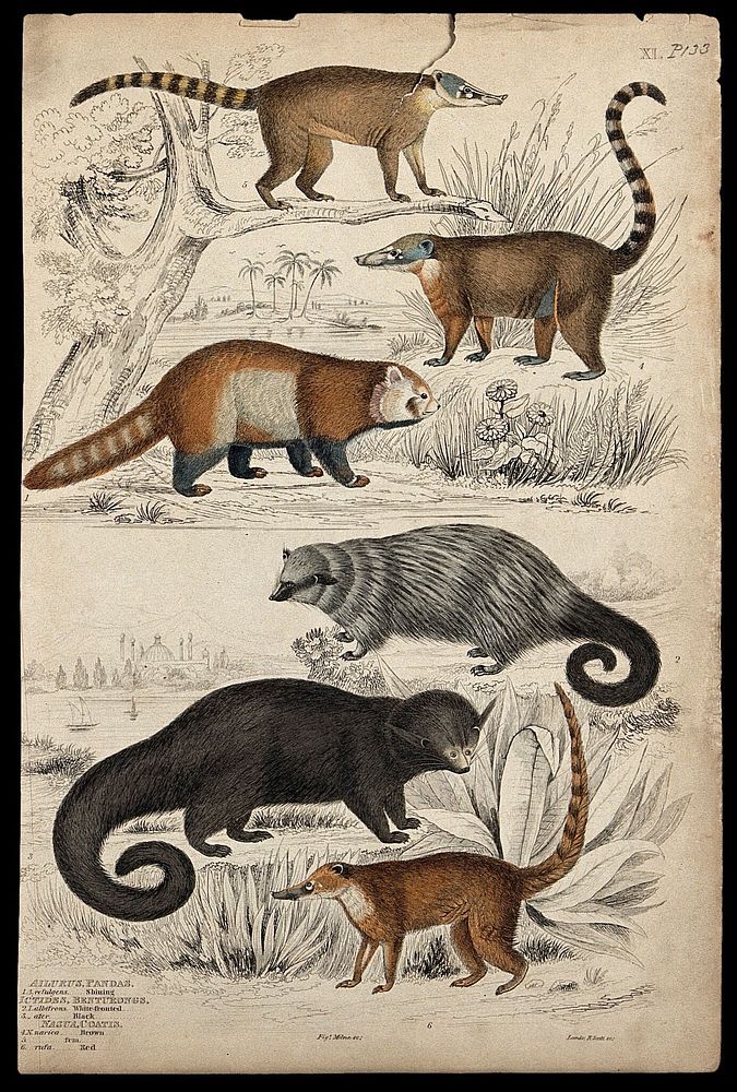 A red panda (Ailurus fugens), two benturongs and two coatis shown in their natural habitat. Coloured etching by S. Milne and…